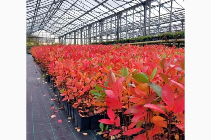 Чорна горобина. Аронія сорт Галіціянка. Саджанці аронії оптом- фото № 3