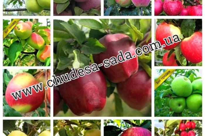 Саженцы плодово-ягодных культур на любой вкус: Опт и розница, гарантии качества и выгодные- фото № 2