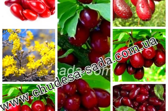 Саженцы плодово-ягодных культур на любой вкус: Опт и розница, гарантии качества и выгодные- фото № 10