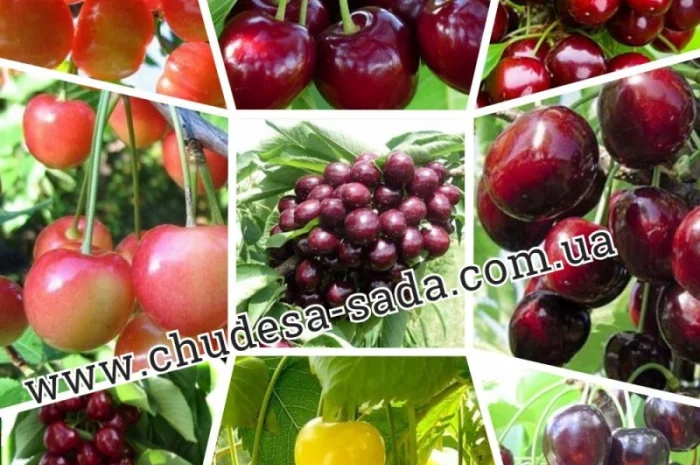 Саженцы плодово-ягодных культур на любой вкус: Опт и розница, гарантии качества и выгодные- фото № 11