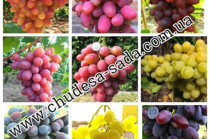 Саженцы плодово-ягодных культур на любой вкус: Опт и розница, гарантии качества и выгодные- фото № 3