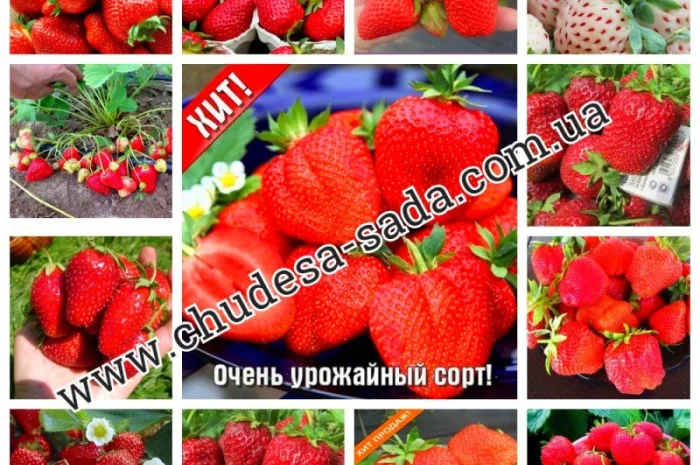 Саженцы плодово-ягодных культур на любой вкус: Опт и розница, гарантии качества и выгодные- фото № 4