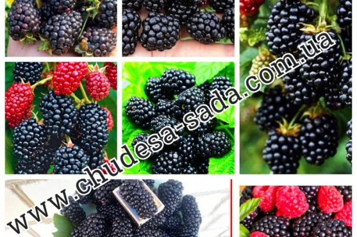 Саженцы плодово-ягодных культур на любой вкус: Опт и розница, гарантии качества и выгодные- фото № 5