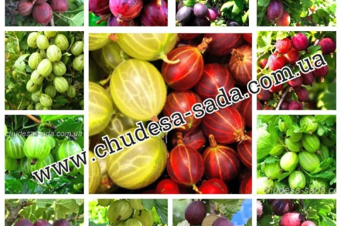 Саженцы плодово-ягодных культур на любой вкус: Опт и розница, гарантии качества и выгодные- фото № 6