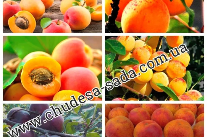 Саженцы плодово-ягодных культур на любой вкус: Опт и розница, гарантии качества и выгодные- фото № 8