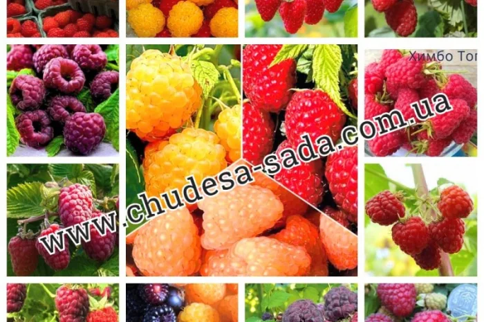 Саженцы плодово-ягодных культур на любой вкус: Опт и розница, гарантии качества и выгодные- фото № 9