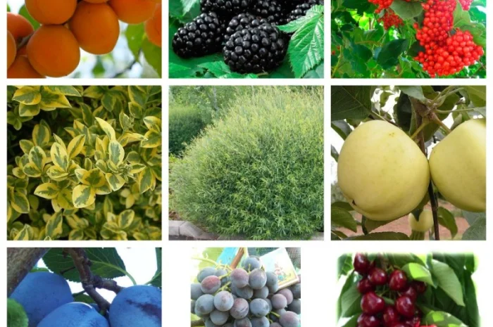 Саженцы элитных сортов плодово-ягодных более 1200 товаров питомник- фото № 2