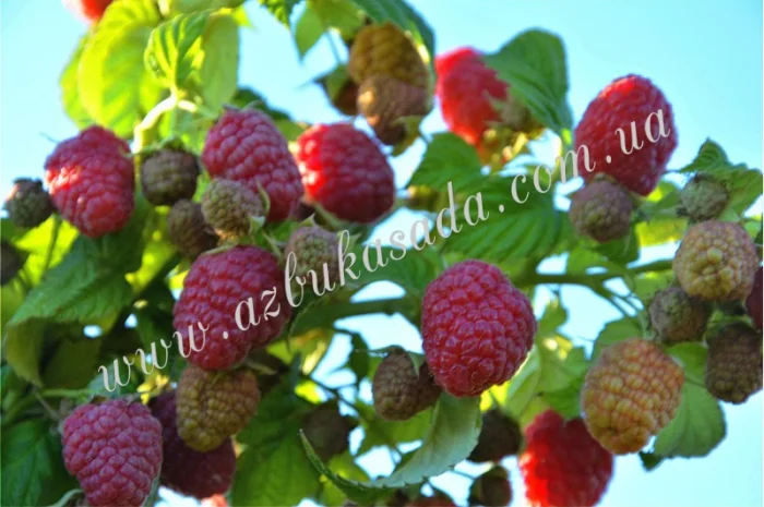 Саженцы элитных сортов плодово-ягодных более 1200 товаров питомник- фото № 3