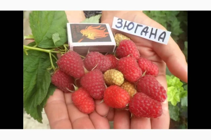 Саженцы элитных сортов плодово-ягодных более 1200 товаров питомник- фото № 8