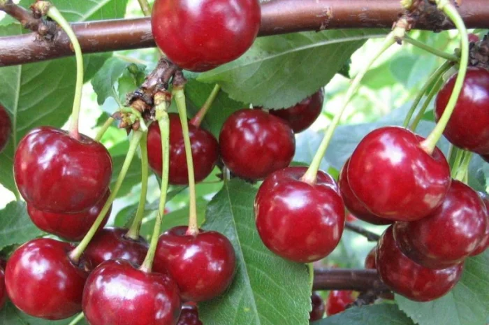 Саженцы элитных сортов плодово-ягодных более 1200 товаров питомник- фото № 9