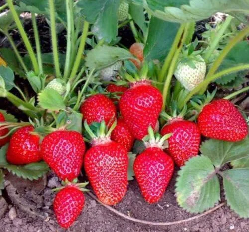 Саджанці клубніки на весну 2026 року- фото № 8