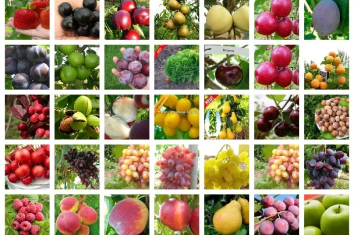 Саженцы плодовых яблоня, груша, слива, вишня, черешня, персик, абрикос и т.д- фото № 6