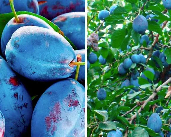 Саженцы плодовых яблоня, груша, слива, вишня, черешня, персик, абрикос и т.д- фото № 11