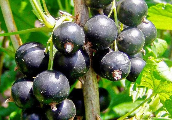 Саженцы плодовых яблоня, груша, слива, вишня, черешня, персик, абрикос и т.д- фото № 13