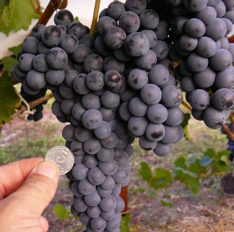 Саженцы плодовых яблоня, груша, слива, вишня, черешня, персик, абрикос и т.д- фото № 14