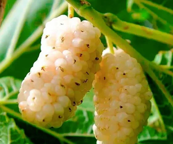 Саженцы плодовых яблоня, груша, слива, вишня, черешня, персик, абрикос и т.д- фото № 15