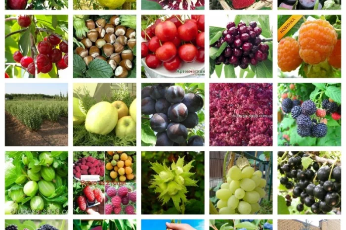 Саженцы плодовых яблоня, груша, слива, вишня, черешня, персик, абрикос и т.д- фото № 5