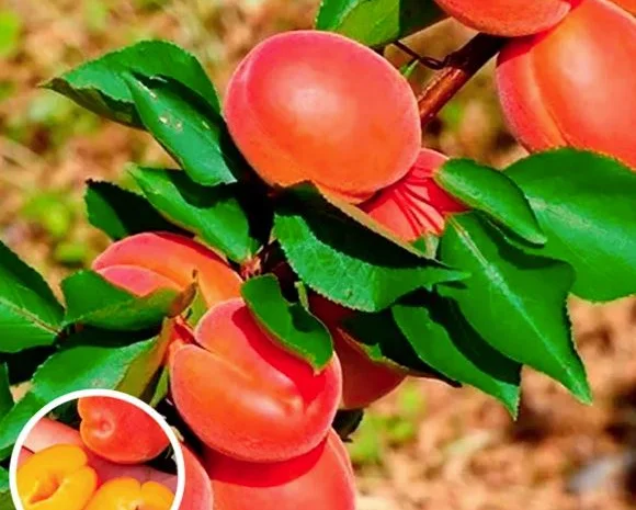 Саженцы плодовых яблоня, груша, слива, вишня, черешня, персик, абрикос и т.д- фото № 1