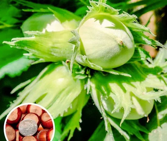 Саджанці яблуні на весну 2026 року- фото № 2