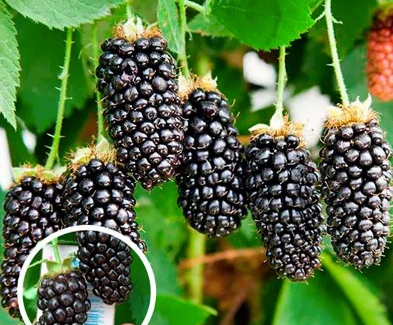 Саженцы плодовых яблоня, груша, слива, вишня, черешня, персик, абрикос и т.д- фото № 2