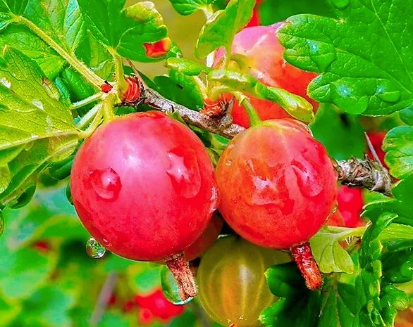 Саженцы плодовых яблоня, груша, слива, вишня, черешня, персик, абрикос и т.д- фото № 4