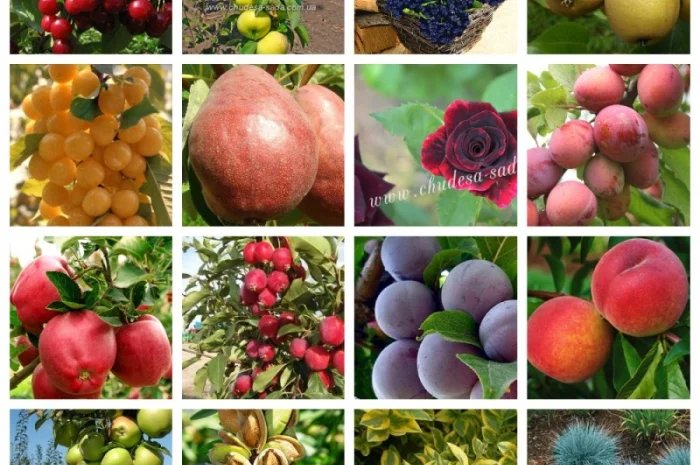 Саженцы почтой по всей Украине от производителя! Большой ассортимент сортв опт и розница- фото № 7