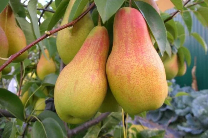 Саженцы почтой по всей Украине от производителя! Большой ассортимент сортв опт и розница- фото № 6