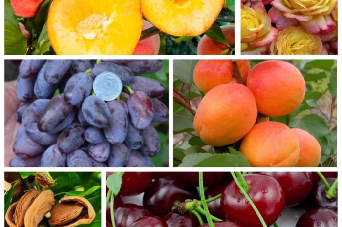 Саженцы почтой по всей Украине от производителя! Большой ассортимент сортв опт и розница- фото № 1