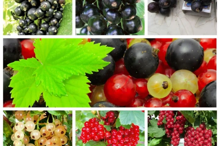 Саженцы красной смородины, черной смородины, белой смородины. Крыжовник, малина, голубика- фото № 1