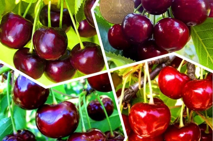 Саженцы красной смородины, черной смородины, белой смородины. Крыжовник, малина, голубика- фото № 9