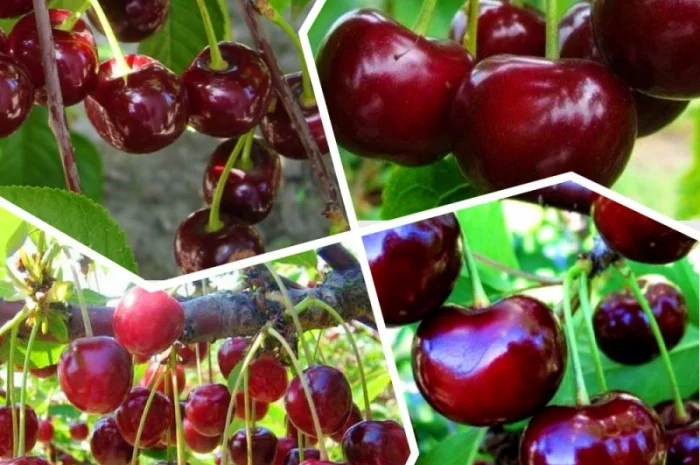 Саженцы красной смородины, черной смородины, белой смородины. Крыжовник, малина, голубика- фото № 10