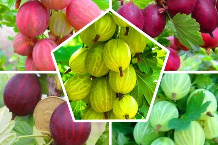 Саженцы красной смородины, черной смородины, белой смородины. Крыжовник, малина, голубика- фото № 11