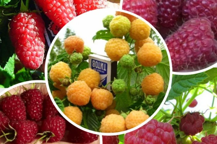 Саженцы красной смородины, черной смородины, белой смородины. Крыжовник, малина, голубика- фото № 2