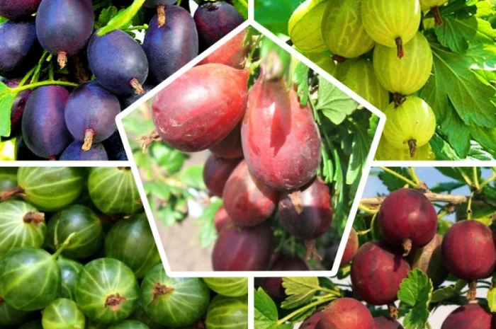 Саджанці червоної смородини та інших ягідних кущів- фото № 3