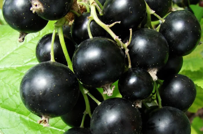 Саженцы красной смородины, черной смородины, белой смородины. Крыжовник, малина, голубика- фото № 3