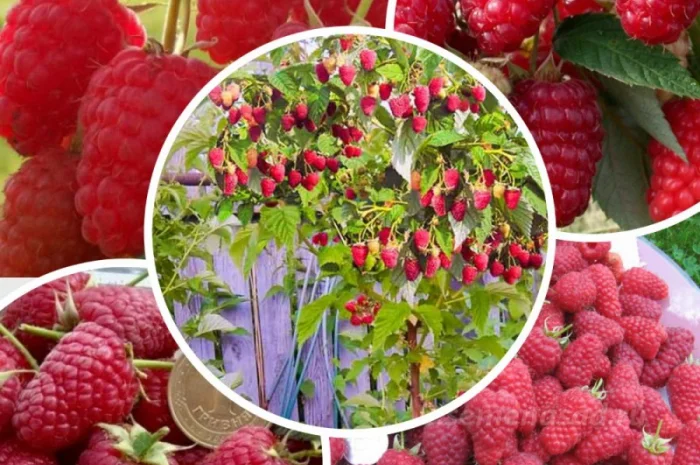 Саженцы красной смородины, черной смородины, белой смородины. Крыжовник, малина, голубика- фото № 4