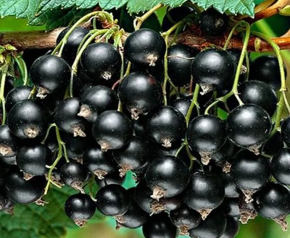 Саженцы красной смородины, черной смородины, белой смородины. Крыжовник, малина, голубика- фото № 5