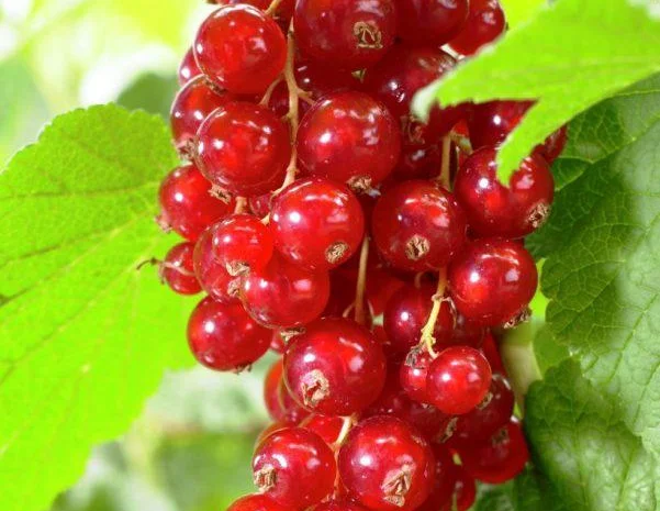 Саженцы красной смородины, черной смородины, белой смородины. Крыжовник, малина, голубика- фото № 6