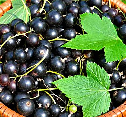 Саженцы красной смородины, черной смородины, белой смородины. Крыжовник, малина, голубика- фото № 8