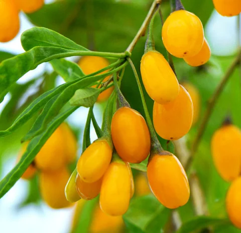 Годжи сортовой красный, желтый, оранжевый кусты и черенки на укоренение дешево- фото № 2