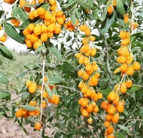 Годжи сортовой красный, желтый, оранжевый кусты и черенки на укоренение дешево- фото № 7