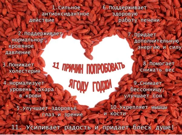 Годжи сортовой красный, желтый, оранжевый кусты и черенки на укоренение дешево- фото № 4