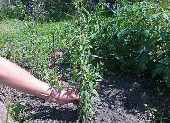 Годжи сортовой красный, желтый, оранжевый кусты и черенки на укоренение дешево- фото № 5