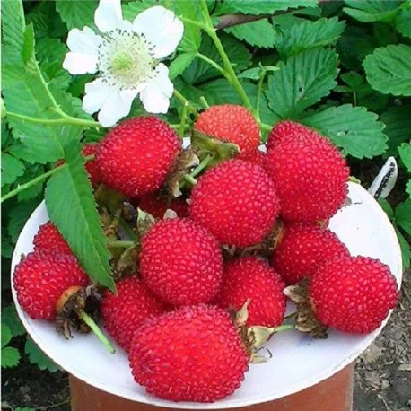 Мяо Мяо малина крупная саженцы дешево- фото № 1