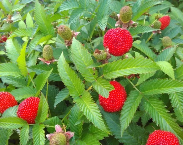 Мяо Мяо малина крупная саженцы дешево- фото № 2