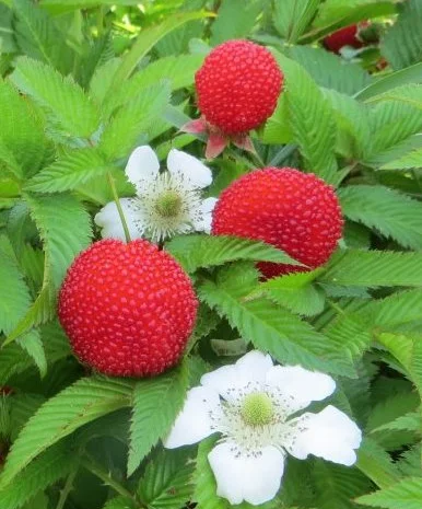 Мяо Мяо малина крупная саженцы дешево- фото № 4