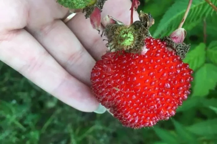 Мяо Мяо малина крупная саженцы дешево- фото № 5