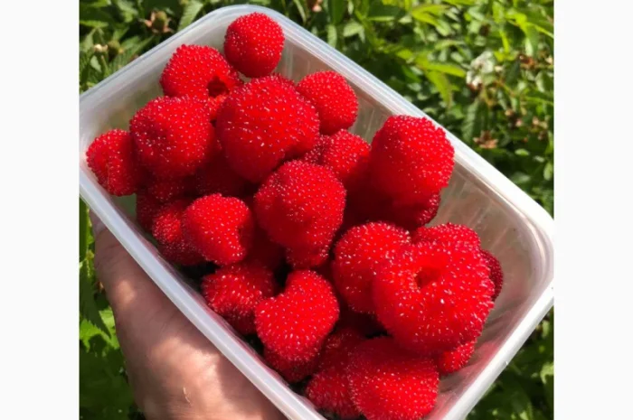 Мяо Мяо малина крупная саженцы дешево- фото № 6