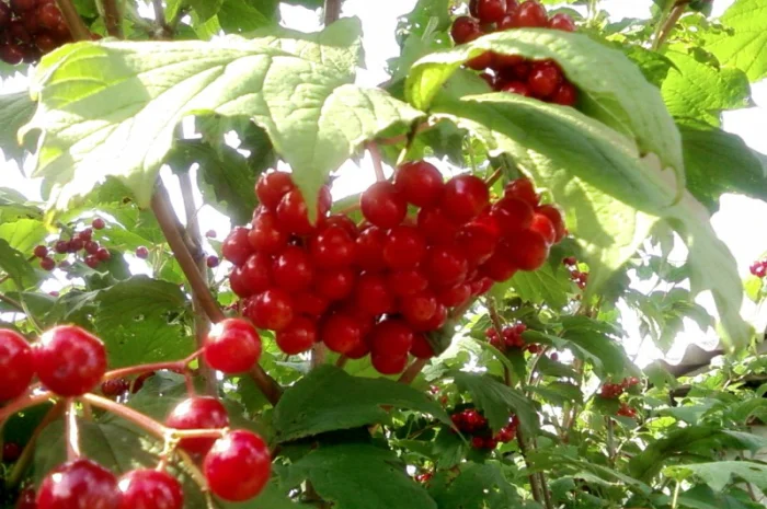 Саженцы черемухи, калины, рябины, ивы- фото № 2