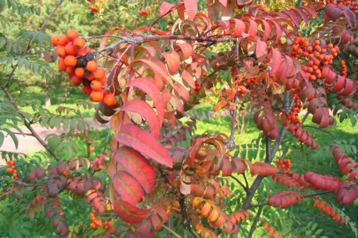 Саджанці черемхи та інших дерев- фото № 3